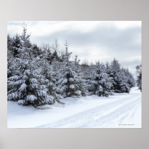 Poster Arbres à feuillage persistant et route dans la