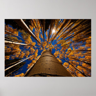 Poster Arbres à Flagstaff, Arizona (San Francisco Peaks)