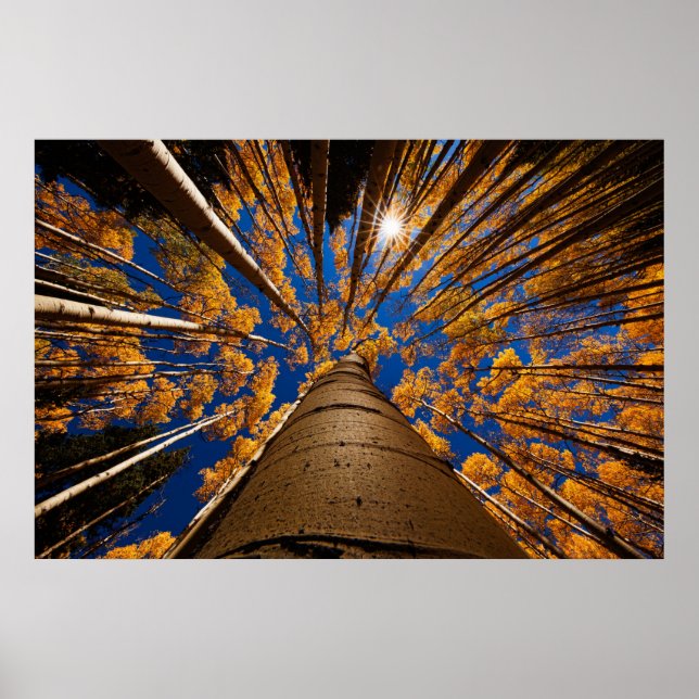 Poster Arbres à Flagstaff, Arizona (San Francisco Peaks) (Devant)