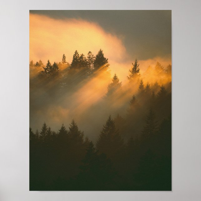 Poster Arbres à séquoias dans le brouillard côtier, Comté (Devant)