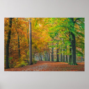 Poster Arbres avec feuillage d'automne dans une forêt