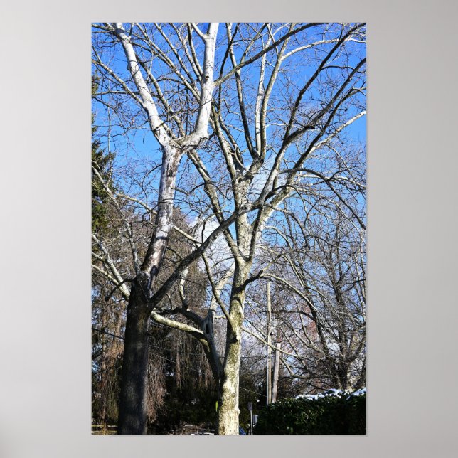 Poster Arbres blancs (Devant)