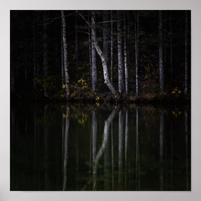 Poster Arbres blancs se reflétant dans le lac (Devant)
