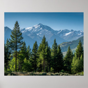Poster Arbres Conifères avec Arrière-plan Montagneux