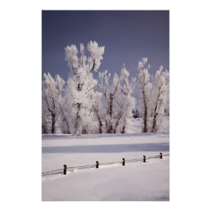 Poster Arbres couverts de gel et clôture, Colorado