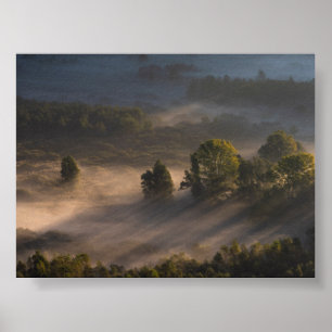 Poster Arbres dans le brouillard du matin