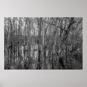 Poster Arbres dans une forêt en noir et blanc. beauté dan