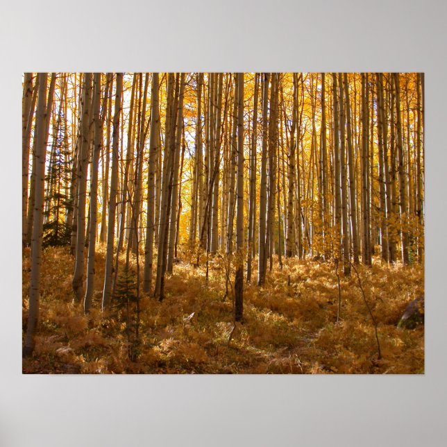 Poster Arbres d'Aspen (Devant)