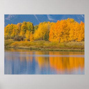 Poster Arbres d'Aspen couleur d'automne