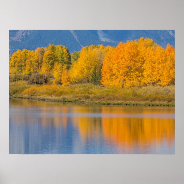 Poster Arbres d'Aspen couleur d'automne (Devant)