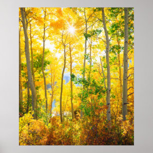 Poster Arbres D'Aspen En Automne Sierra Nevada Mountain