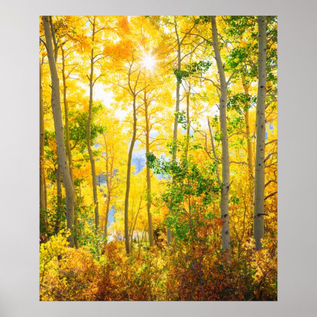 Poster Arbres D'Aspen En Automne | Sierra Nevada Mountain (Devant)