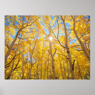 Poster Arbres d'Aspen Sierra Nevada Mountains, CA