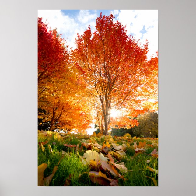 Poster Arbres d'automne (Devant)