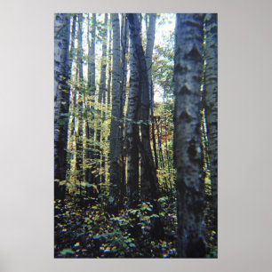 Poster Arbres de bouleau blanc