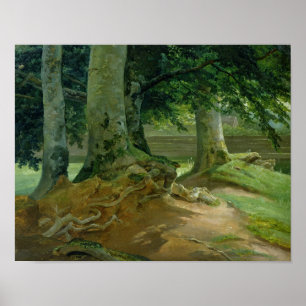 Poster Arbres de hêtre dans Frederiksdal près de