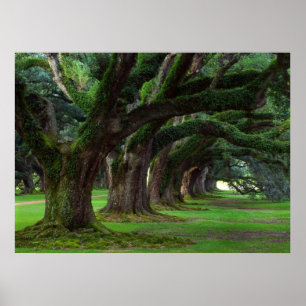 POSTER ARBRES DE LA LOUISIANE LIVE OAK