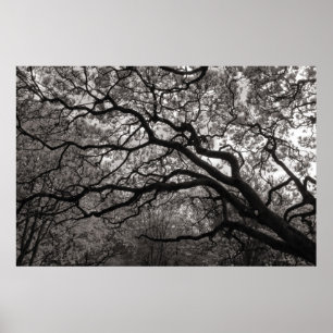 Poster Arbres de Magnolia en fleurs 01