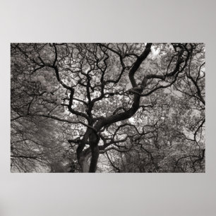 Poster Arbres de Magnolia en fleurs 03