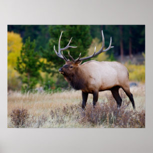 Poster Arbres de taureaux et d'Aspen   Parc national des 