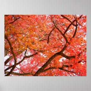Poster Arbres d'érable d'automne Imprimer l'affiche du pa