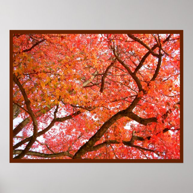 Poster Arbres d'érable d'automne Imprimer l'affiche du pa (Devant)
