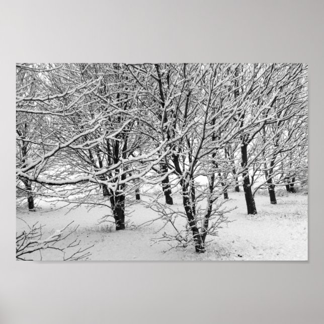 Poster Arbres d'hiver 16x11 (Devant)