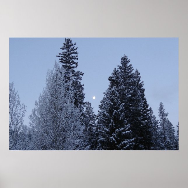 Poster Arbres d'hiver à Dawn Montana Paysage (Devant)