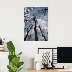 Poster Arbres dramatiques Tulipier Gris-bleu ciel nuageux