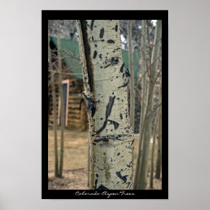 Poster Arbres du Colorado Aspen