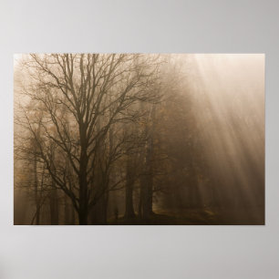 Poster Arbres du Tennessee dans le brouillard   Great Smo