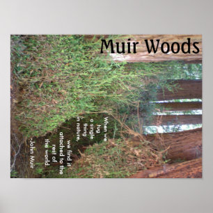 Poster Arbres en bois de Muir avec la citation