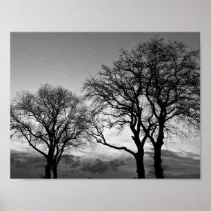 Poster Arbres en noir et blanc