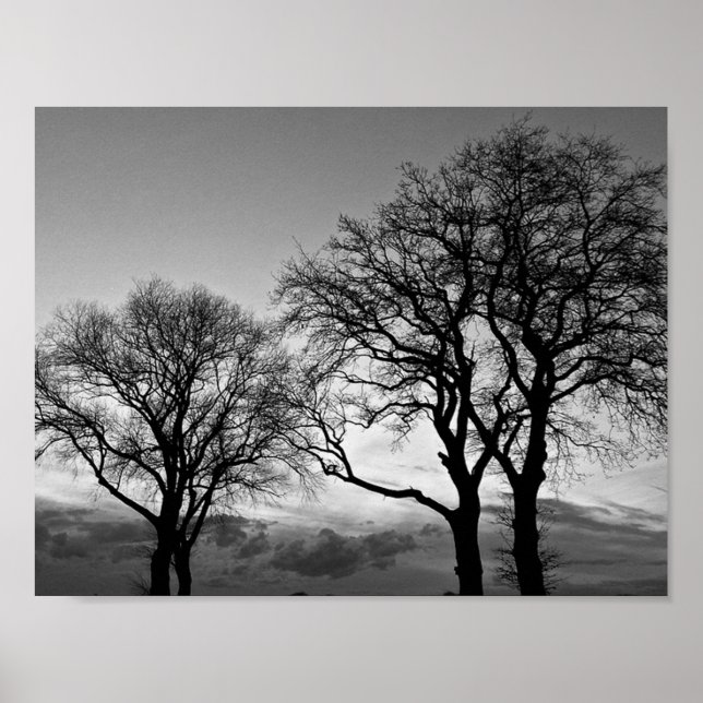 Poster Arbres en noir et blanc (Devant)