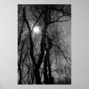 Poster Arbres en Silhouette Rayons Solaires Noir et Blanc