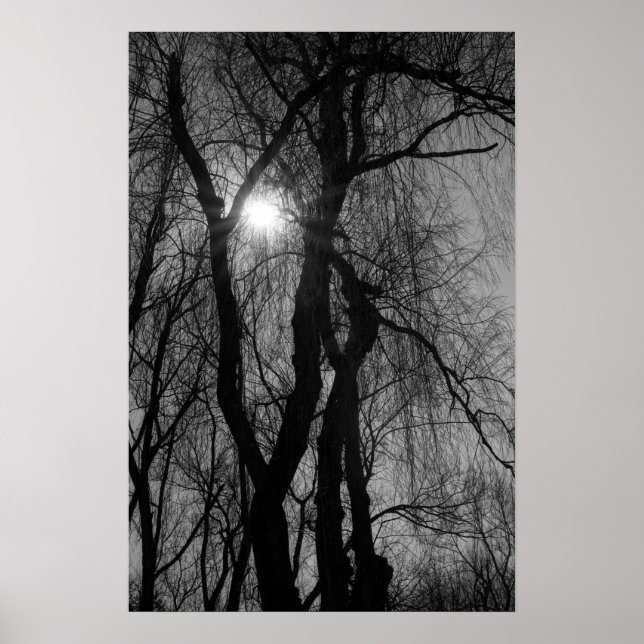 Poster Arbres en Silhouette Rayons Solaires Noir et Blanc (Devant)