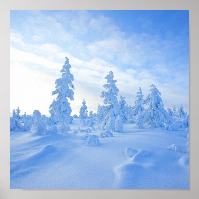 Poster arbres enneigés en Laponie en Finlande (Devant)