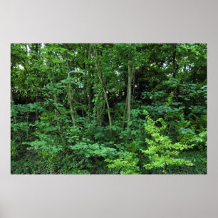 Poster Arbres et arbustes