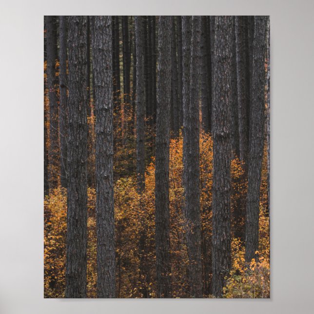 Poster Arbres et doré feuillage d'automne (Devant)