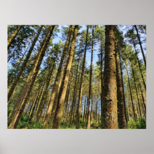 Poster Arbres forestiers
