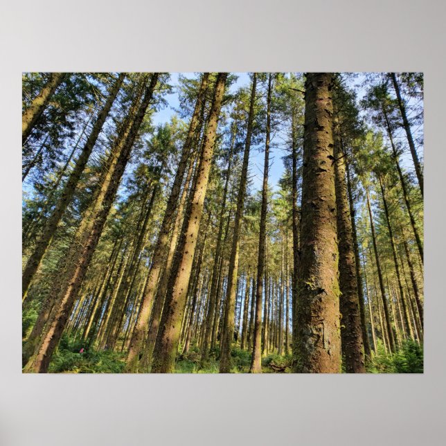 Poster Arbres forestiers (Devant)
