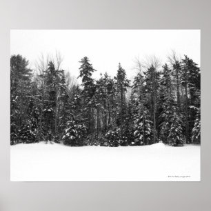 Poster Arbres forestiers d'hiver couverts dans la neige
