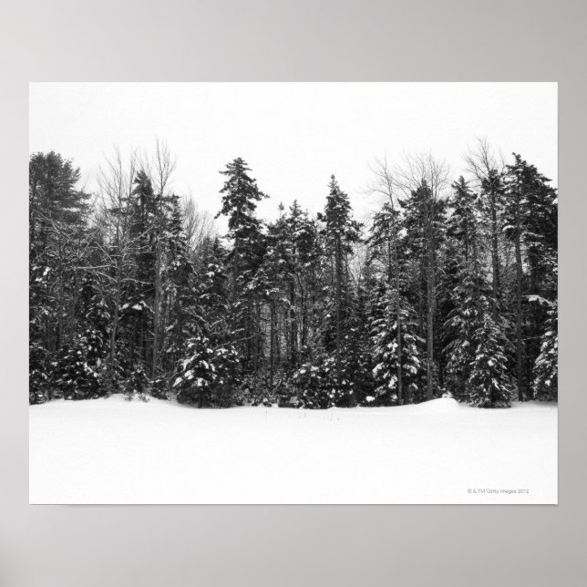 Poster Arbres forestiers d'hiver recouverts de neige tomb (Devant)