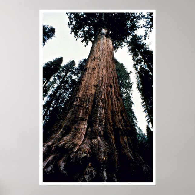 Poster Arbres géants - Parc national de Sequoia (Devant)