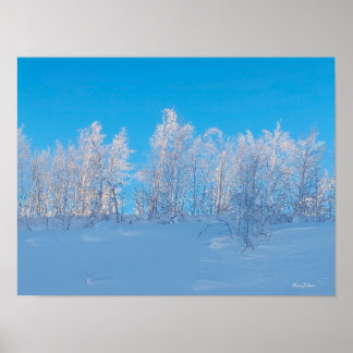 Poster Arbres givrés