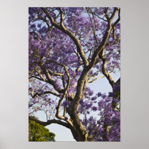 Poster Arbres Jacaranda en fleurs dans le nouveau parc ag