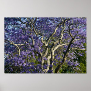 Poster Arbres Jacaranda en fleurs dans le nouveau parc ag
