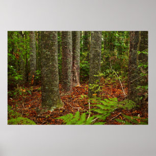 Poster Arbres Kuri   Nouvelle-Zélande