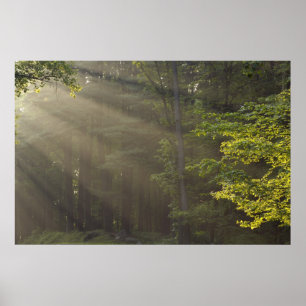 Poster Arbres le long de 7 Lakes Drive, Harriman, NY
