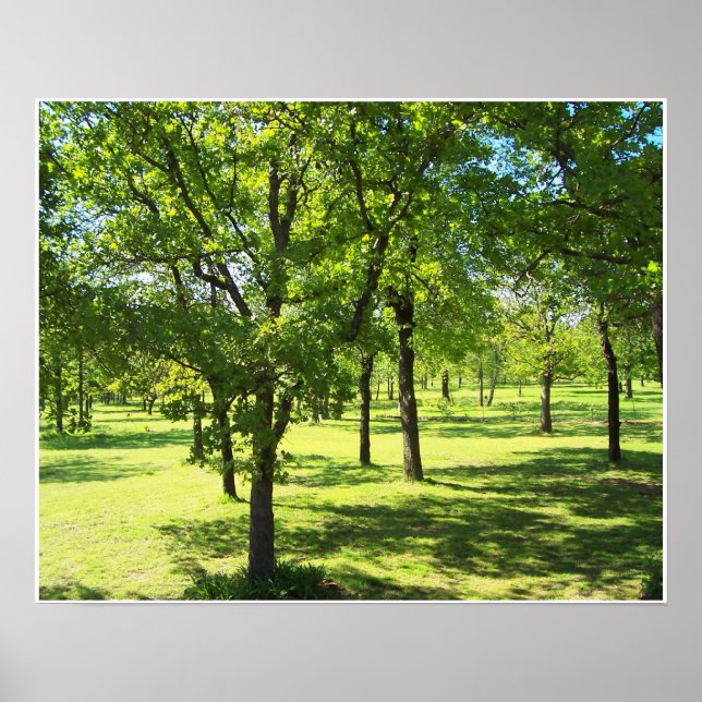 Poster Arbres pittoresques (Devant)
